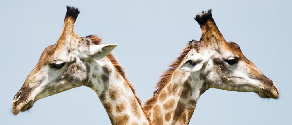 Africa  in $610s-$680s RT