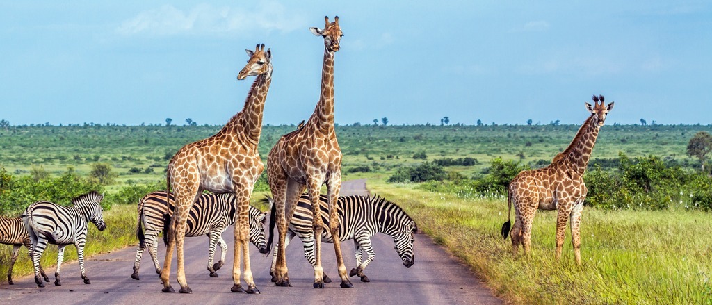 Africa 🦒 in €370s-€460s rtn