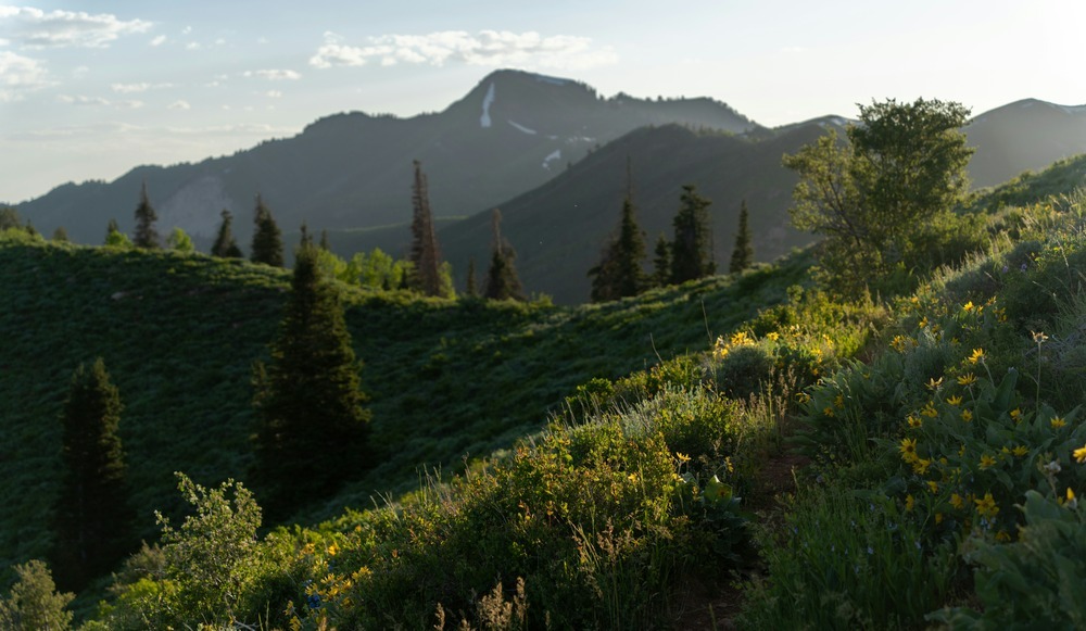 A lush, sunlit meadow bursting with yellow wildflowers overlooks the mountainous landscape of Utah's Wasatch Range.