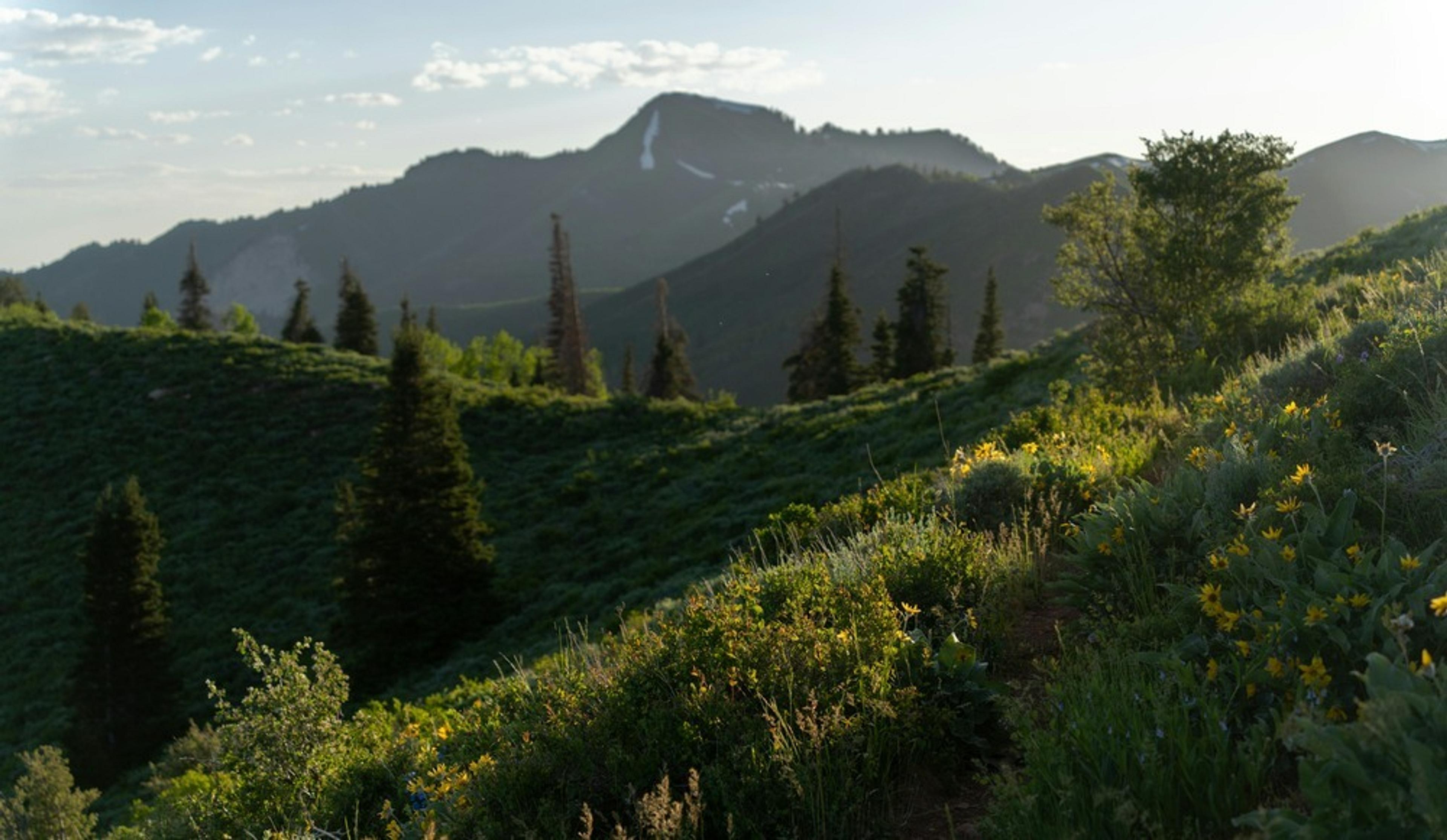 A lush, sunlit meadow bursting with yellow wildflowers overlooks the mountainous landscape of Utah's Wasatch Range.