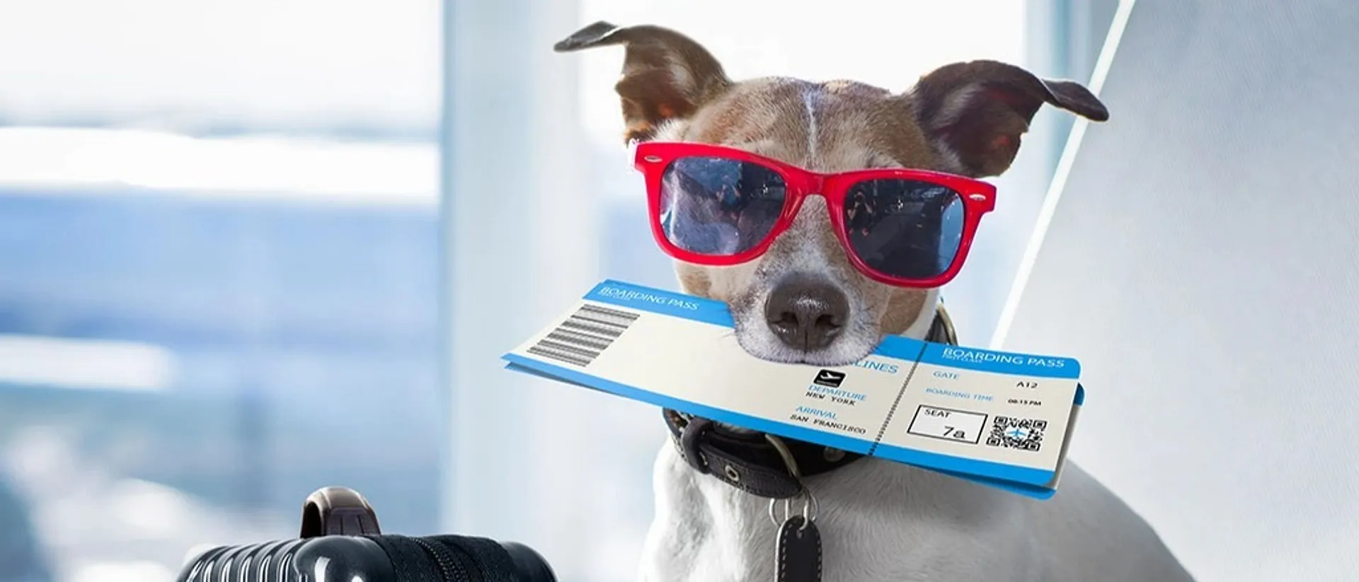 Flying The Coop - A Travel Guide By Pets, For Pets