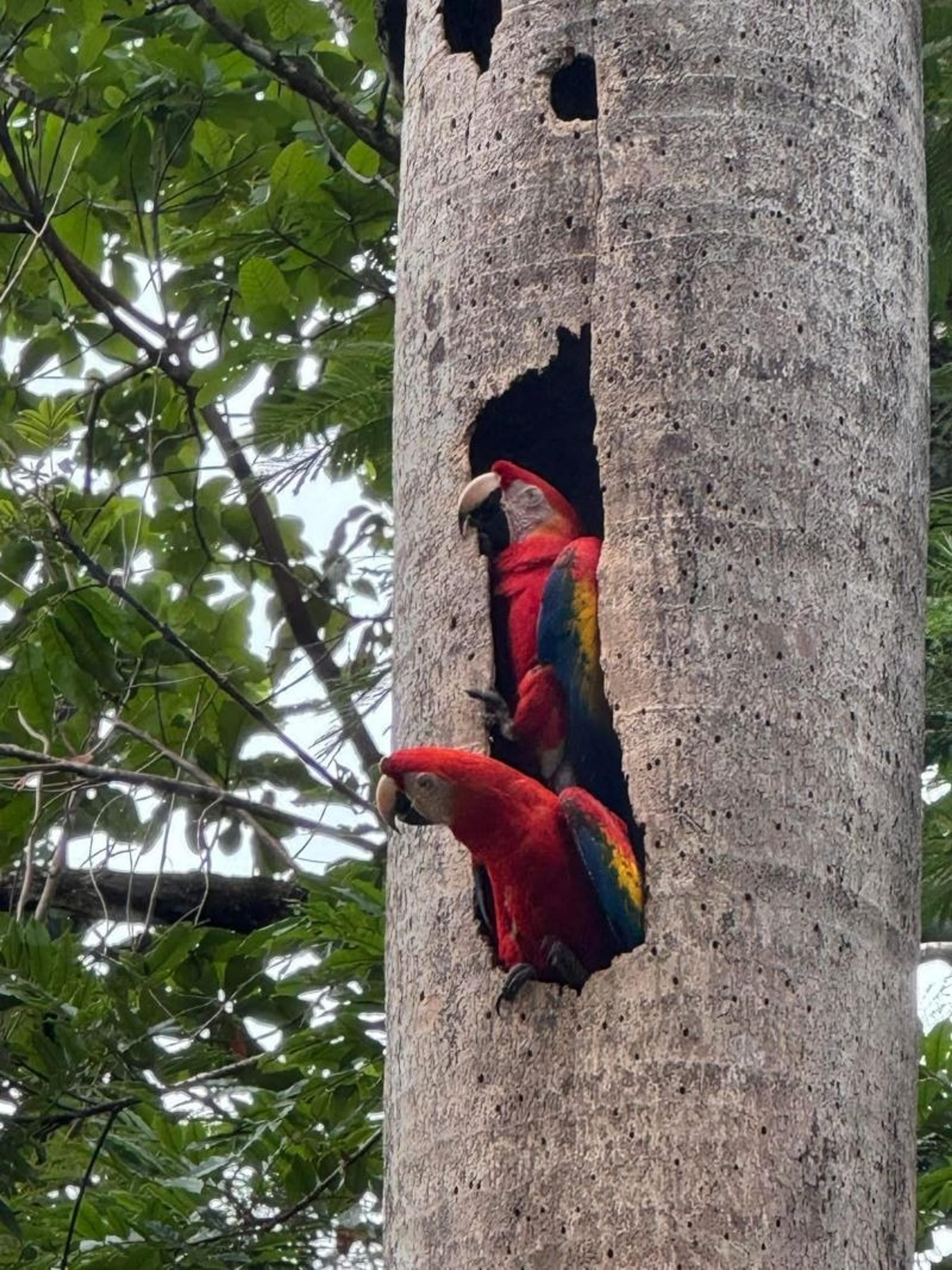 Scarlet macaws peek from a tree hole in the lush rainforest of Costa Rica.