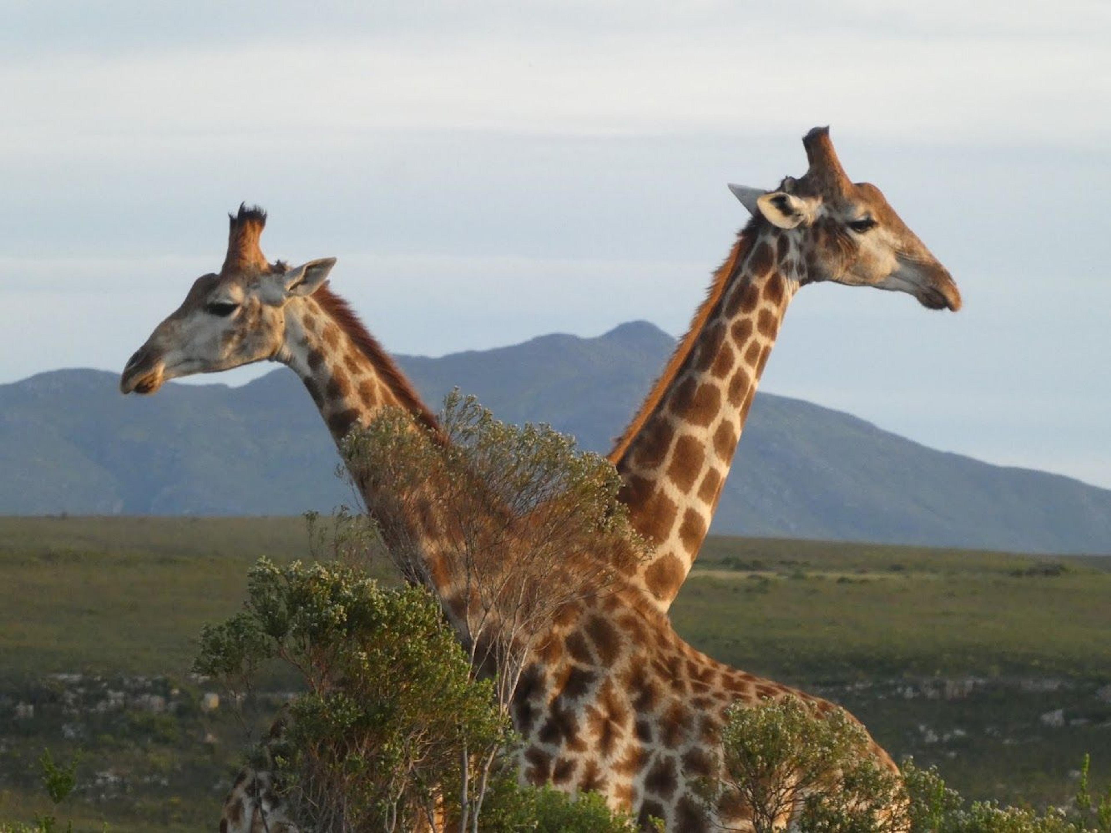 Sulky giraffe in South Africa