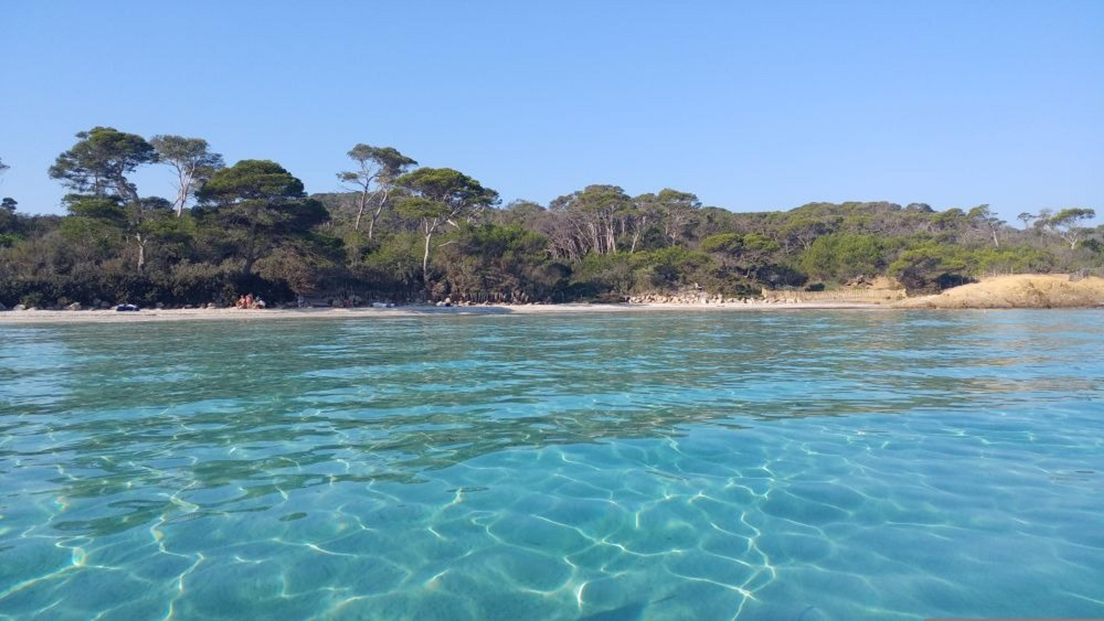 Crystal-clear turquoise waters gently lap against the sandy shores of Espiguette Beach in France, framed by a lush backdrop of pine trees.
