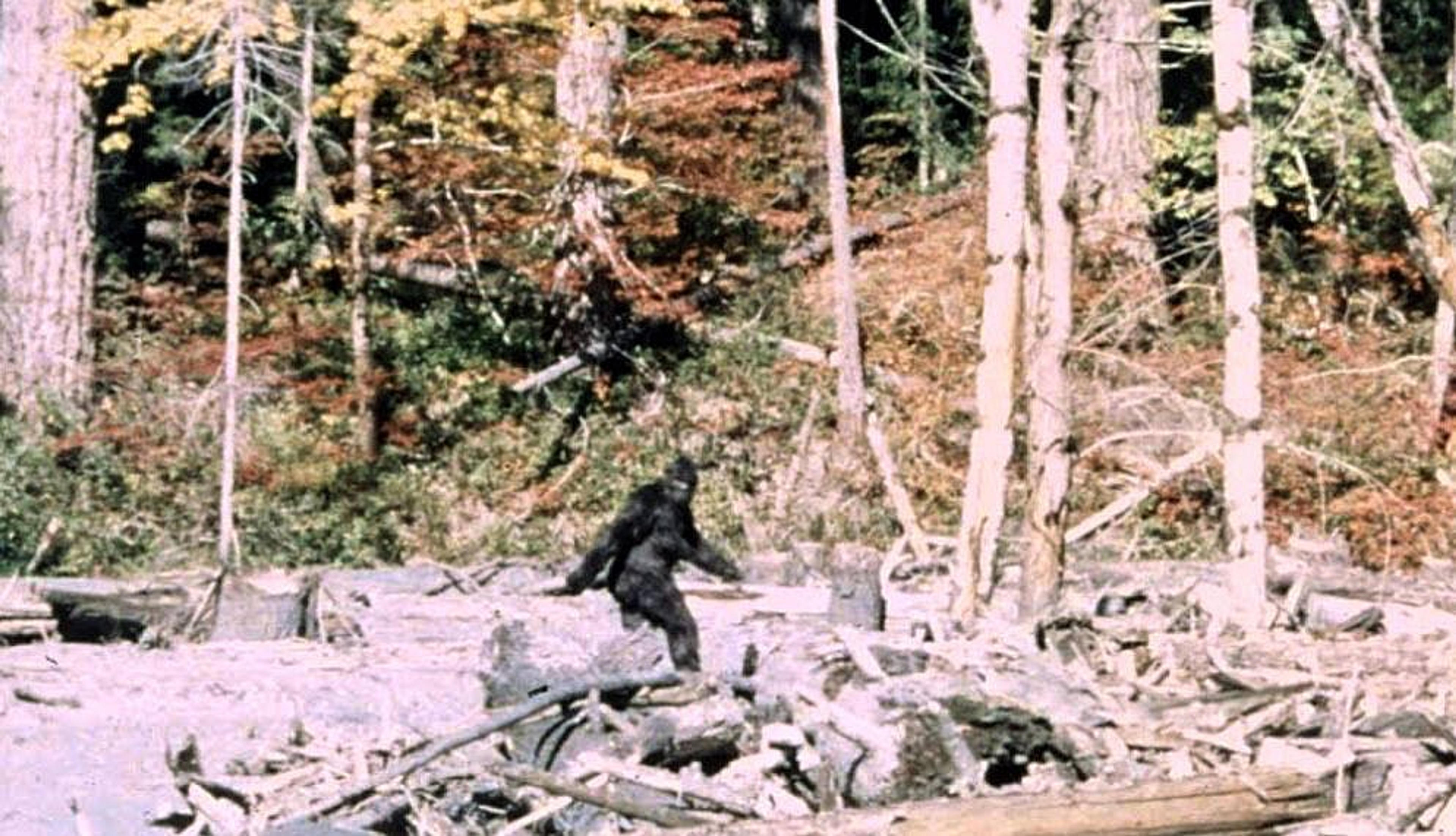 A still from the Patterson-Gimlin film shows a figure striding through the forested wilderness of Bluff Creek in Northern California.