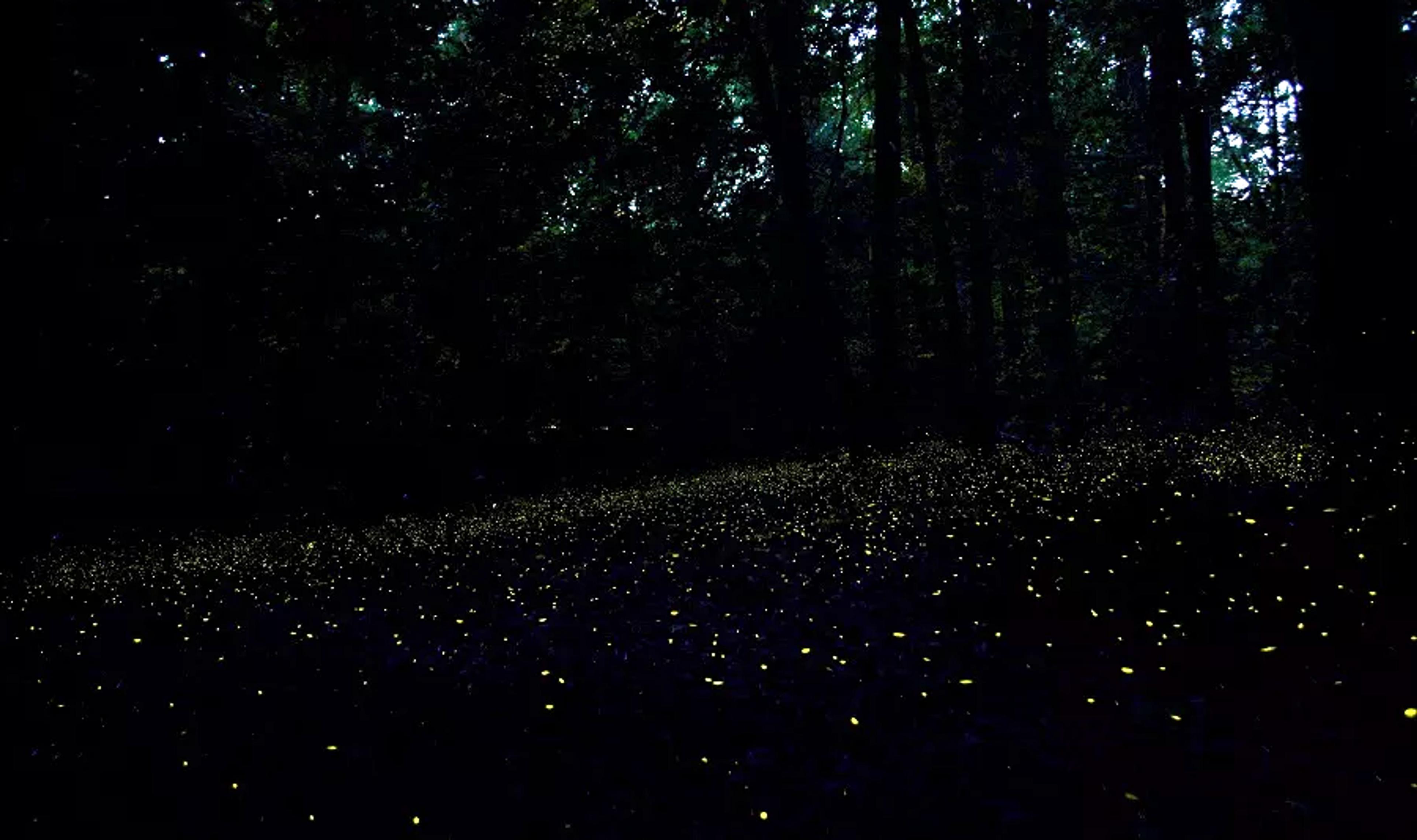A mesmerizing display of fireflies illuminates the dark forest