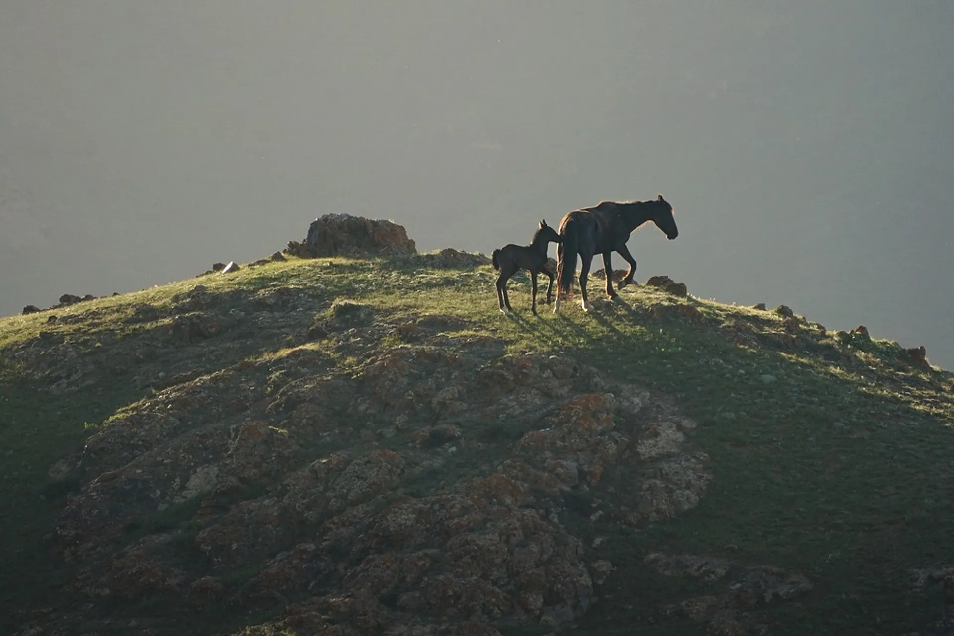 Two horses stand gracefully atop a rocky hill in the early morning light of Kyrgyzstan's rugged landscapes.