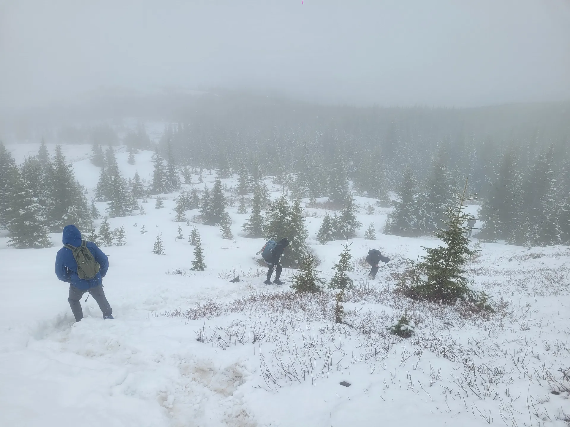 Hikers traverse a snowy landscape in a misty forest in Banff National Park, Alberta, Canada.
