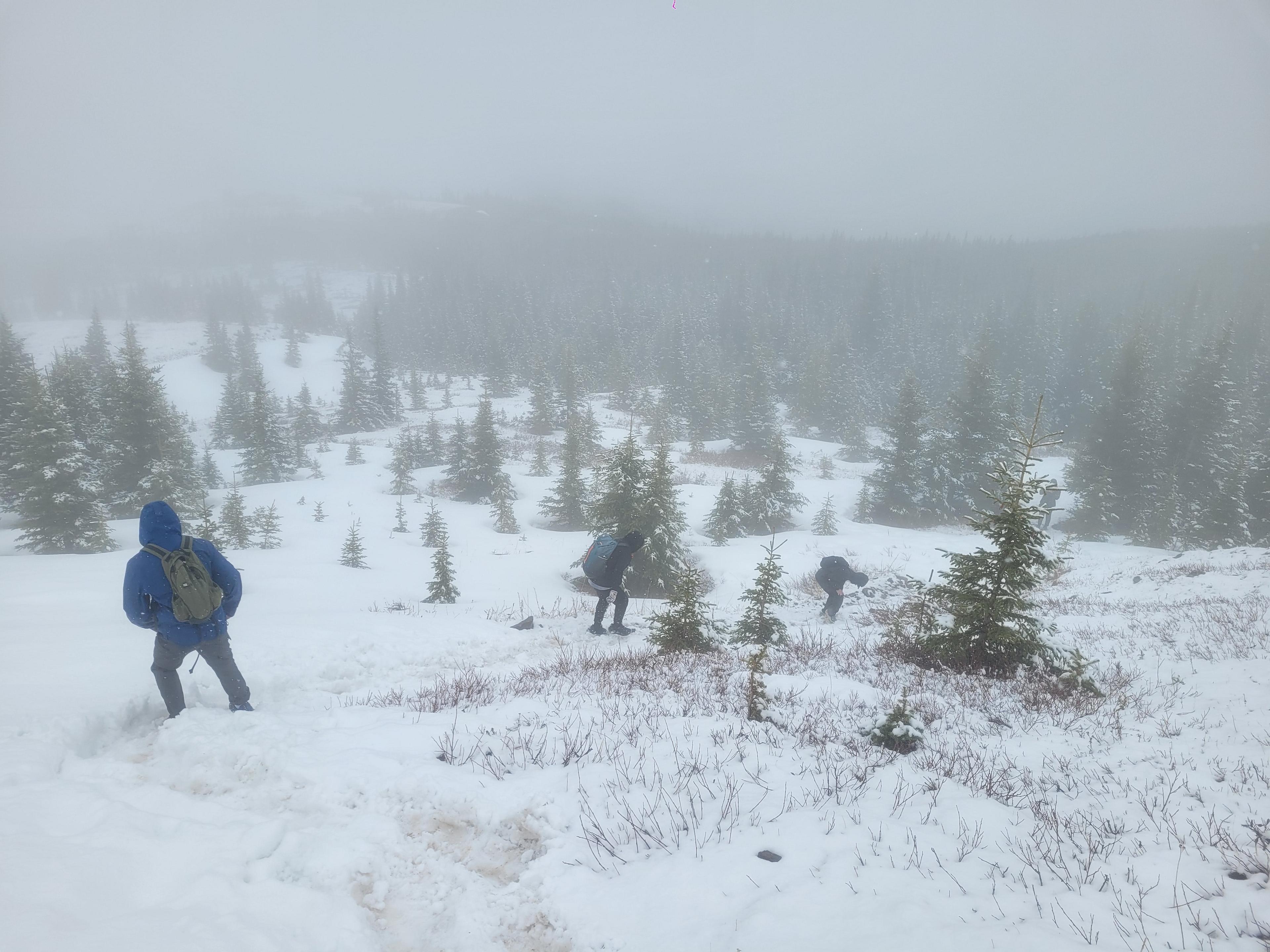 Hikers traverse a snowy landscape in a misty forest in Banff National Park, Alberta, Canada.
