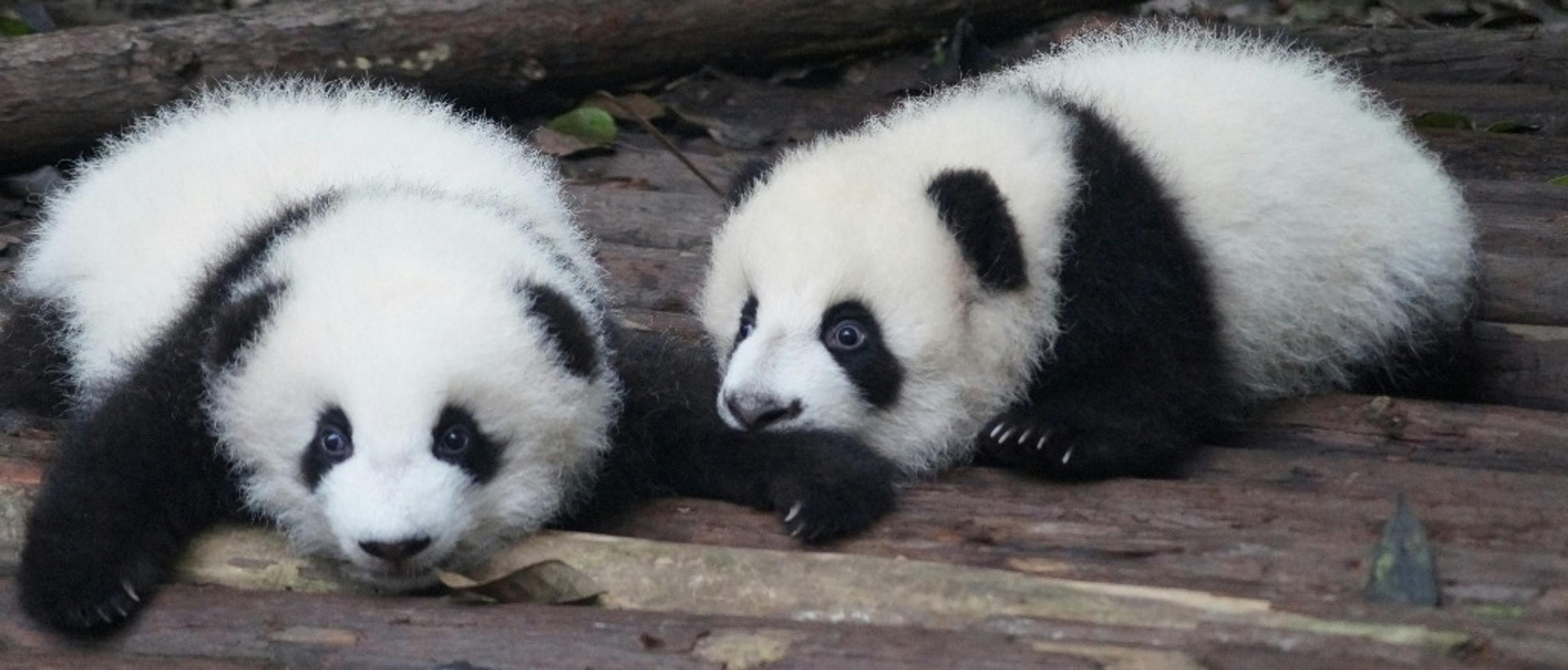 Chengdu  in €480s-€490s rtn 