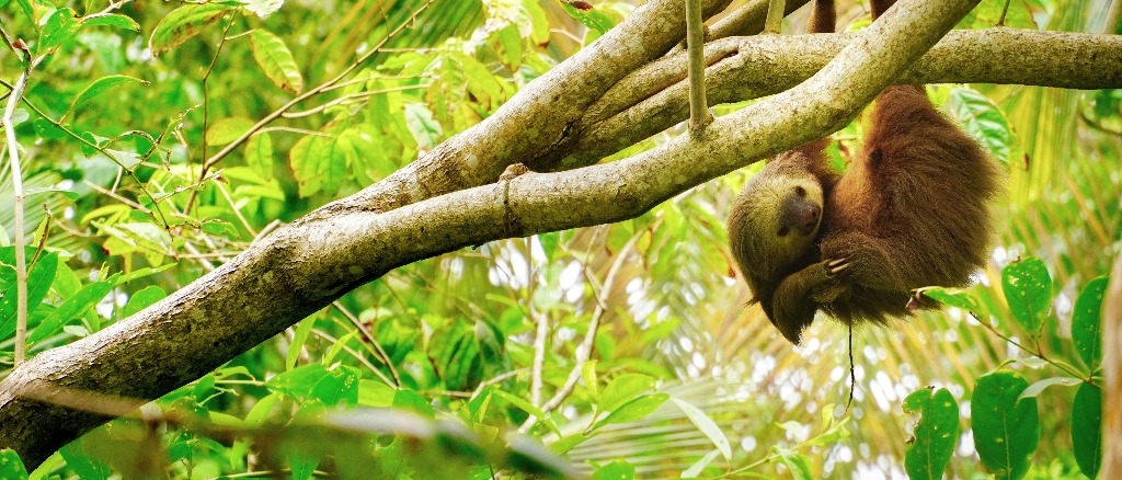 Costa Rica 🦥 in £540s-£580s/€560s-€570s rtn