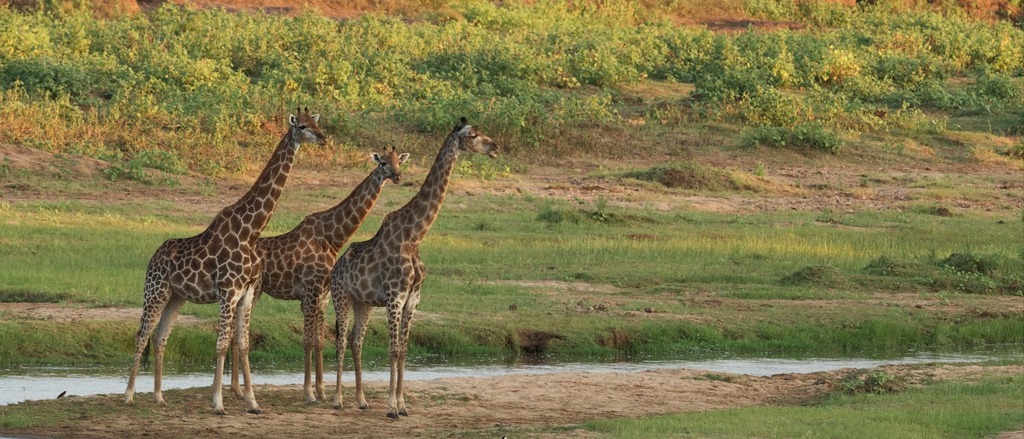 South Africa, Namibia, and Kenya 🌍 in €360s-€550s rtn