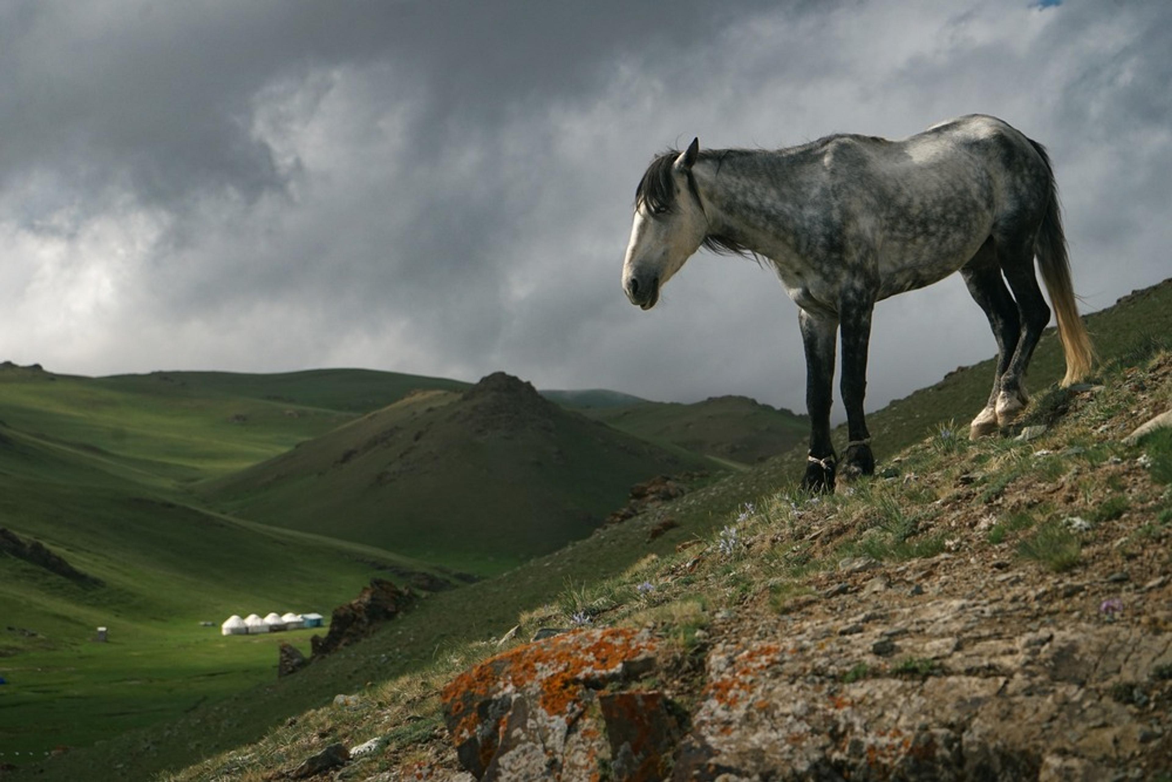 A majestic horse stands on a grassy slope with traditional yurts in the distance, set against the expansive Kyrgyz steppe.