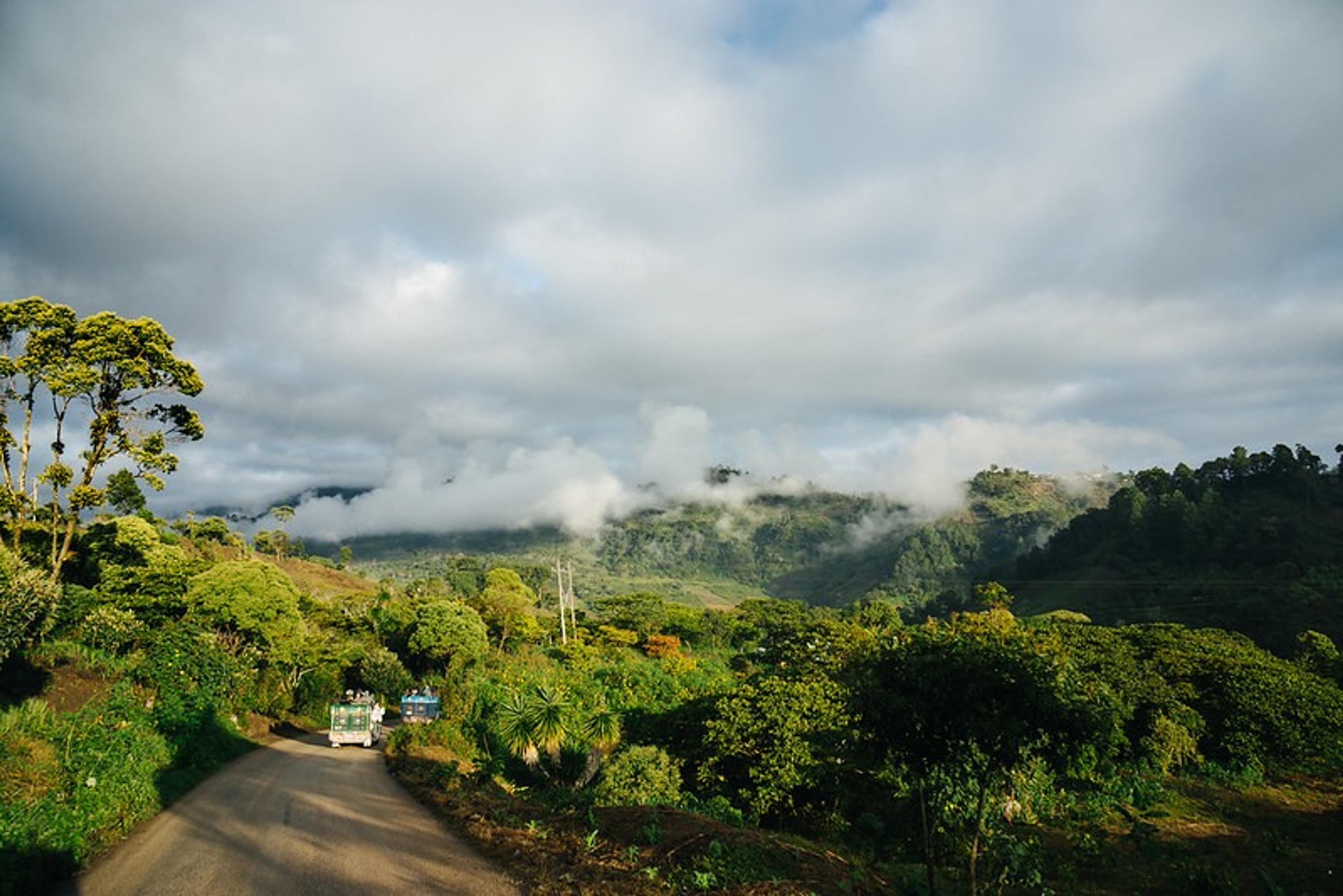 A serene rural road winds through the lush greenery of the jungle beneath a sky streaked with clouds.