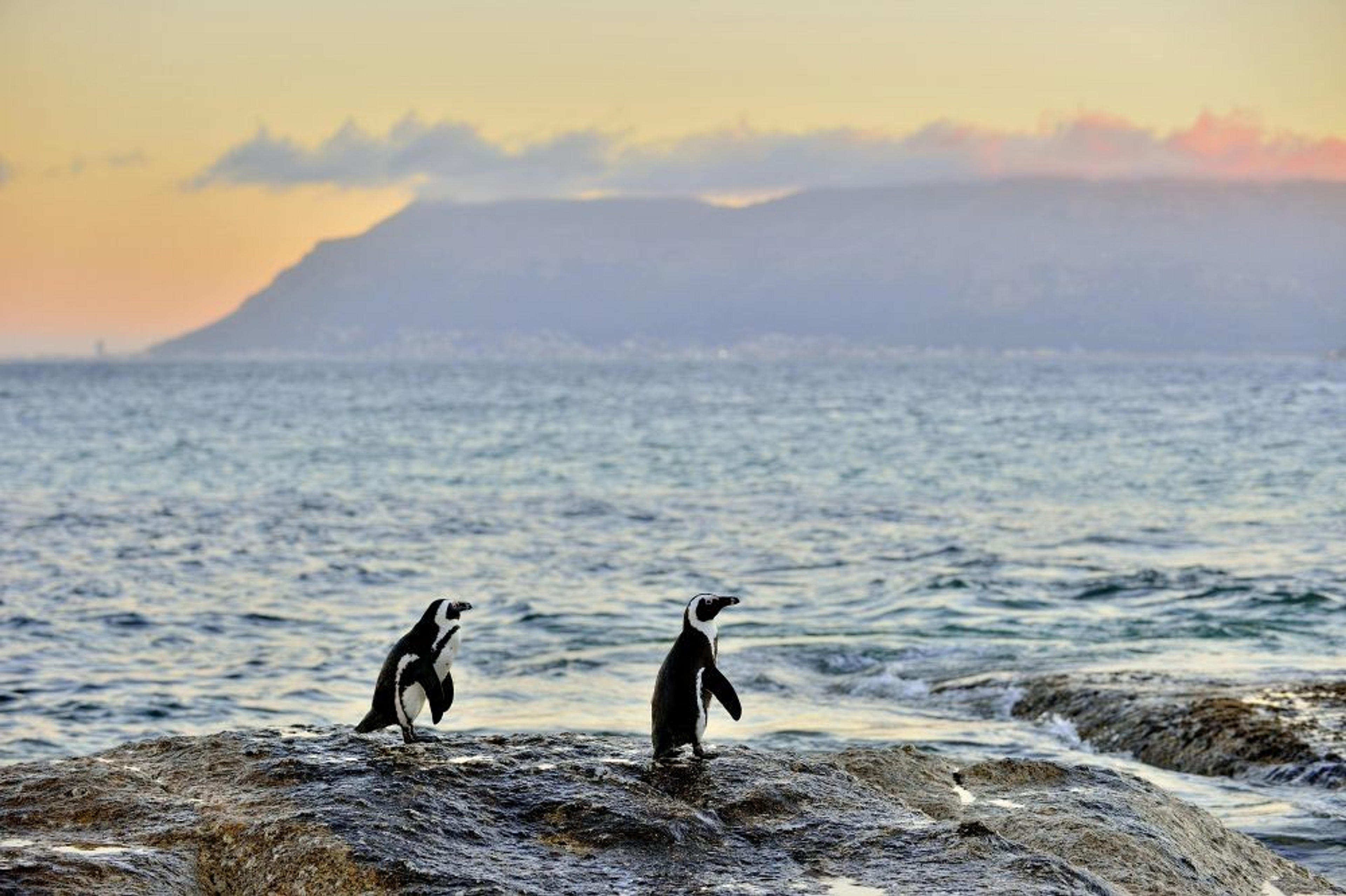 Two penguins stand on rocks by the ocean at Boulders Beach in South Africa, with a distant mountain under a colorful sky.