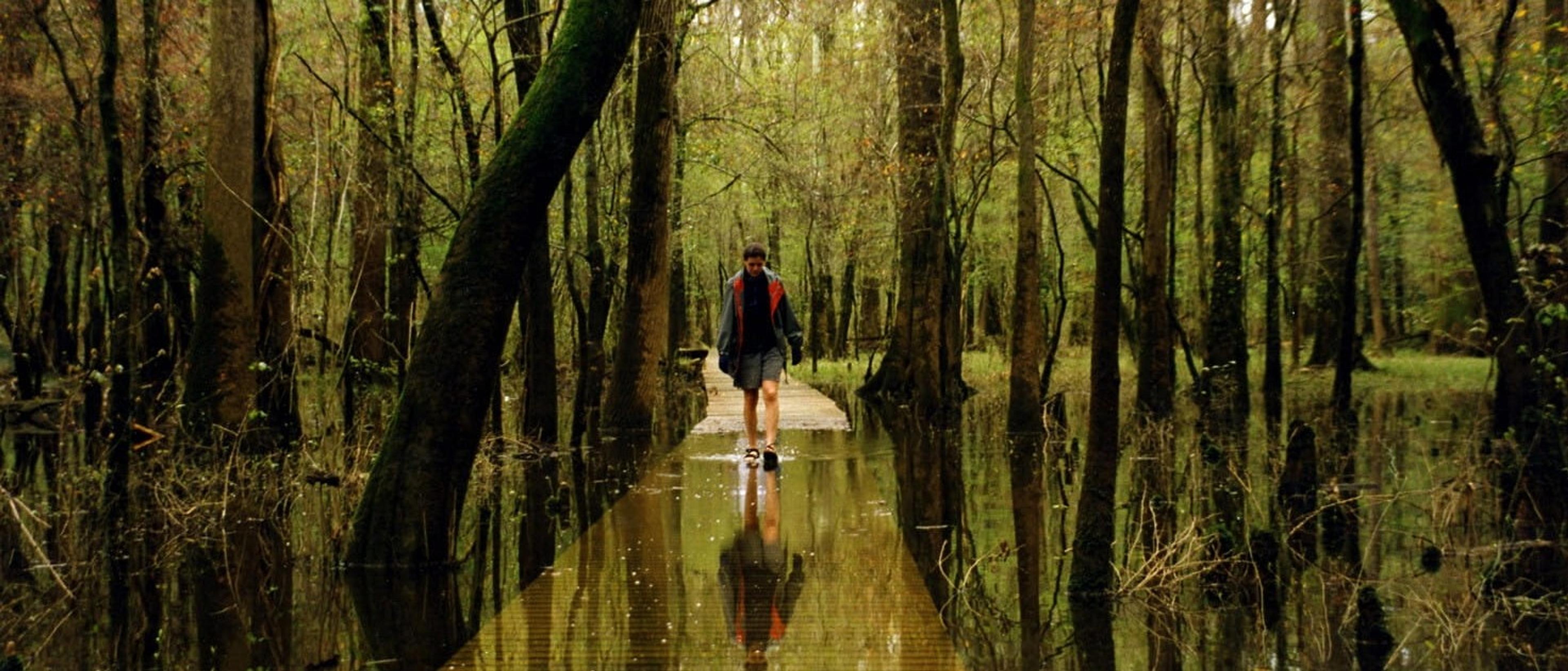 A person walks along a wooden boardwalk in the flooded, moss-covered cypress trees
