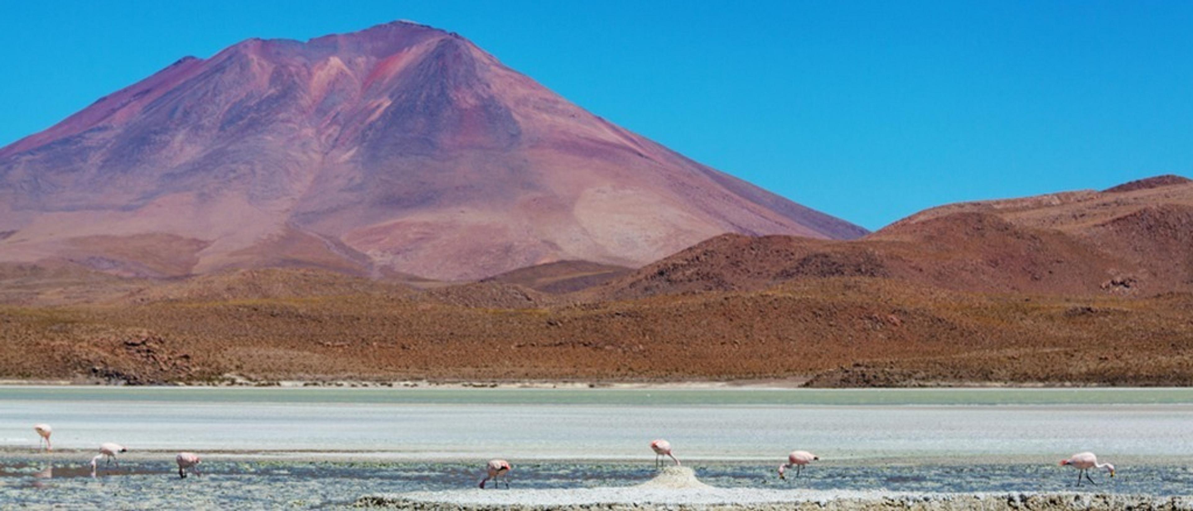 Bolivia 🦥 in $460s-$490s RT