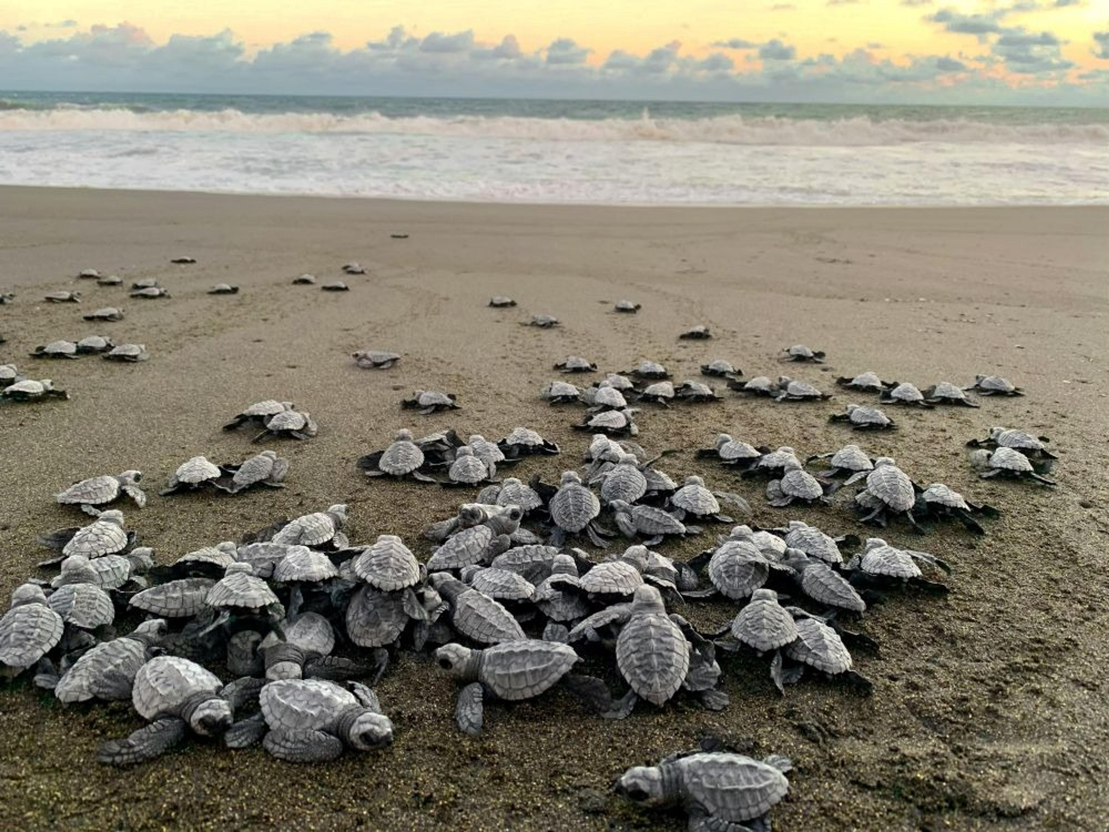 Hatchling sea turtles make their way across the sand in Guatemala